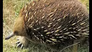 The World's Most Terrifying Penises: The Echidna