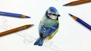 How To Draw A Blue Tit using Coloured Pencil | Drawing Tutorial