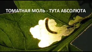 Томатная моль - тута абсолюта.