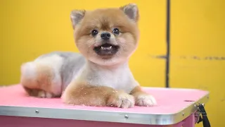 Watching a Puppy Grow - The first 30 days - boy Pomeranian Puppy