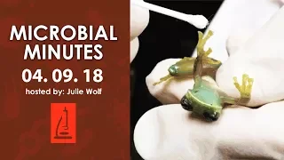 Viral evolution, frog-killing fungi, and antibiotic resistance reports - Microbial Minutes 04/09/18