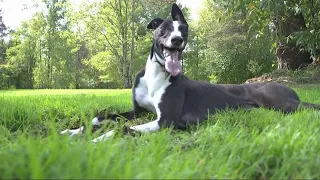 Greyhound Adoption of Ohio in Chagrin Falls helping pups from overseas find Furever Homes