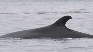 La semaine verte | L'incroyable voyage de la baleine Ti-Croche