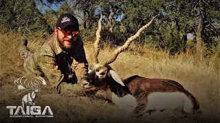 BIG Free-Range Texas Blackbuck Double!