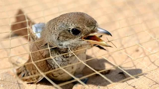 How to Stop the Illegal Killing, Taking and Trade of Migratory Birds in the Mediterranean?