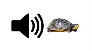 Turtle - Sound Effect