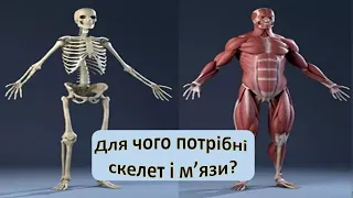 Урок 87. "Для чого потрібні скелет і м'язи?" Я досліджую світ 3 клас.