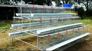 200 birds Poultry Cage for Desi Poultry