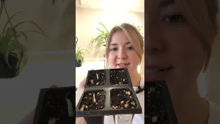 Что произошло с клубнями алоказии спустя месяц #plants #shortvideo #комнатныерастения #алоказия