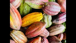 CACAO Training at PHAVI Farm