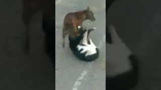 Rural dogs meeting the summer time || shorts (@checkbackonceconfirmit2215)