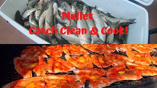 Mullet - Catch Clean & Cook