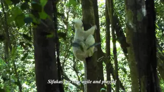 06 Madagascar - The Tsingy de Bemaraha National Park - Lemurs, Insects, Birds