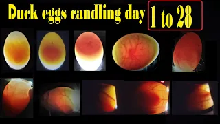 DUCK EGGS CANDLING DAY 1 TO 28