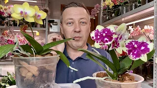 орхидеи 3 месяца в ДУБОВОЙ КОРЕ какой вывод я сделал и отдаю орхидею 67