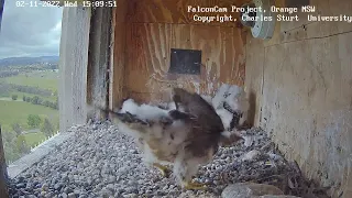 FalconCam Project~MILESTONE! Indigo takes prey & is self feeding~11:49 a.m. 2022/11/02