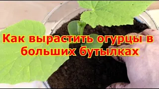 Как вырастить огурцы в больших бутылках пошагово