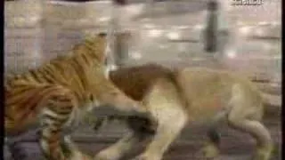 Lion vs Tiger (animal face off)