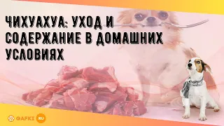 Чихуахуа: уход и содержание в домашних условиях