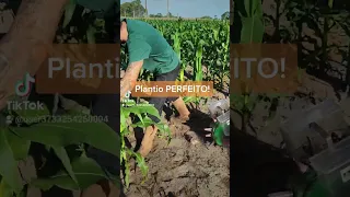 Plantadeira e Adubadeira AG60 da ALL AGRI.