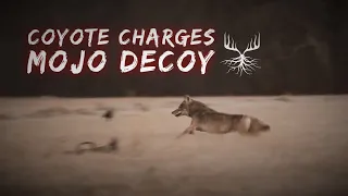 Coyote Charges the Mojo Decoy - Hunting Roots