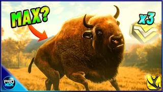 Hunting my BIGGEST Euro Bison Ever and More in theHunter Call of the Wild