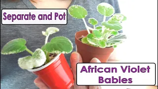 Separating and Potting African Violet Babies from a Leaf