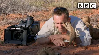 Magic meerkat moments - BBC