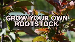 DUPLICATE YOUR TREES - CLONAL ROOTSTOCK - start to finish