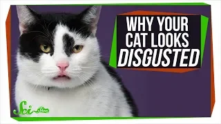 Why Is Your Cat So Disgusted With You?