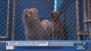 Adoption fees waived at Bakersfield Animal Care Center