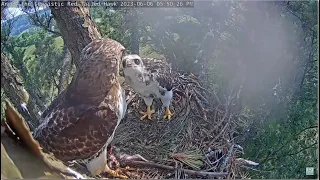 💗 Tom Feeds His Chick For The Very First Time!! 💗 Angel Leucistic Red Tailed Hawk 6.6.23