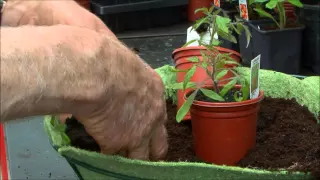 How to Plant Up Tomatoes in Hanging Baskets
