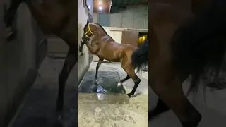 Cavalo árabe #cavalo