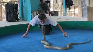 King Cobra Show Mae Sa Snake Farm in Chiang Mai Thailand