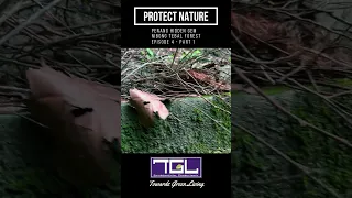 Protect Nature - Malaysia - Penang Hidden Gem- Nibong Tebal Forest -  Ep4 - Part 1