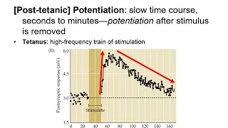 Neur2000 Lecture 8 Plasticity   Melanson