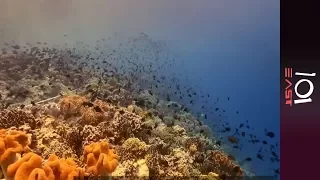 🇮🇩 Indonesia: The Last Reef on Earth | 101 East