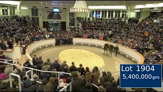 👑 Alcohol Free sells for 5,400,000gns at the Tattersalls December Mares Sale