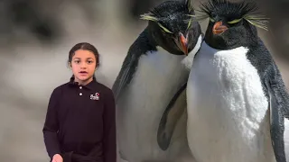 Macaroni Penguin