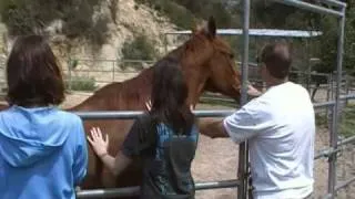 Giving reiki to abused horses 2