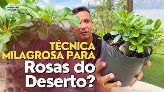 Técnica MILAGROSA para as Rosas do Deserto!