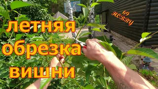 ЛЕТНЯЯ обрезка молодой ВИШНИ! ЧТО и КАК резать!