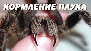 Кормление маленьких птицеедов/зоофобус