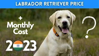 Labrador Retriever Dog Price in India 2023 (Monthly Expenses Included)