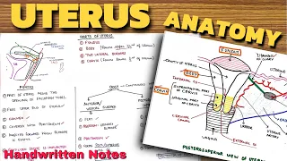 Uterus Anatomy - 1 | Parts of Uterus | Abdomen