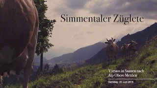Alpaufzug der Simmentaler Kühe in Gstaad