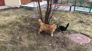 cat fight - драка котов