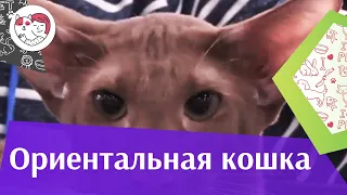 Ориентальная кошка на ilikepet. Особенности породы, уход