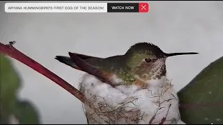 Aryana Hummingbird Lays Her First Egg of the 2024 Nesting Season